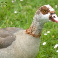 Egyptian Goose